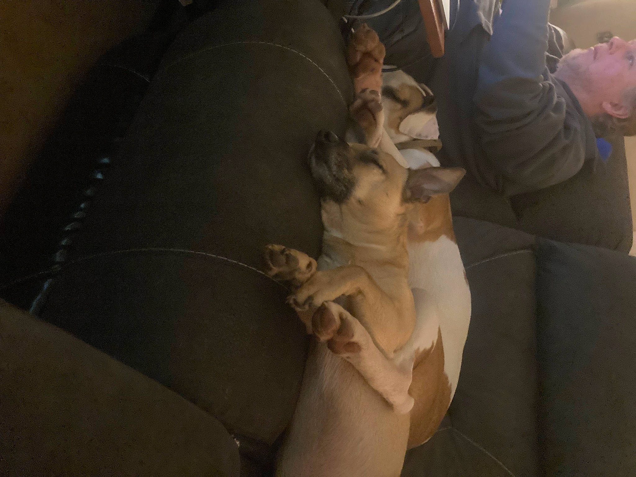 Loki joined the competition — help win amazing prizes! abdomen, art, chest, comfort, elbow, finger, gesture, glove, human_leg, knee, leg, nail, room, sculpture, sitting, thigh, thumb, trunk, wood, wrist