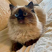 Oscar is registered to the contest to win money with this photo: cat, fluffy, blue_eyes, indoor, couch, cream_color, lace_blanket, pet, feline, fur, whiskers, relaxed, curious, close_up, animal, domestic, resting, soft_texture, cozy, companion