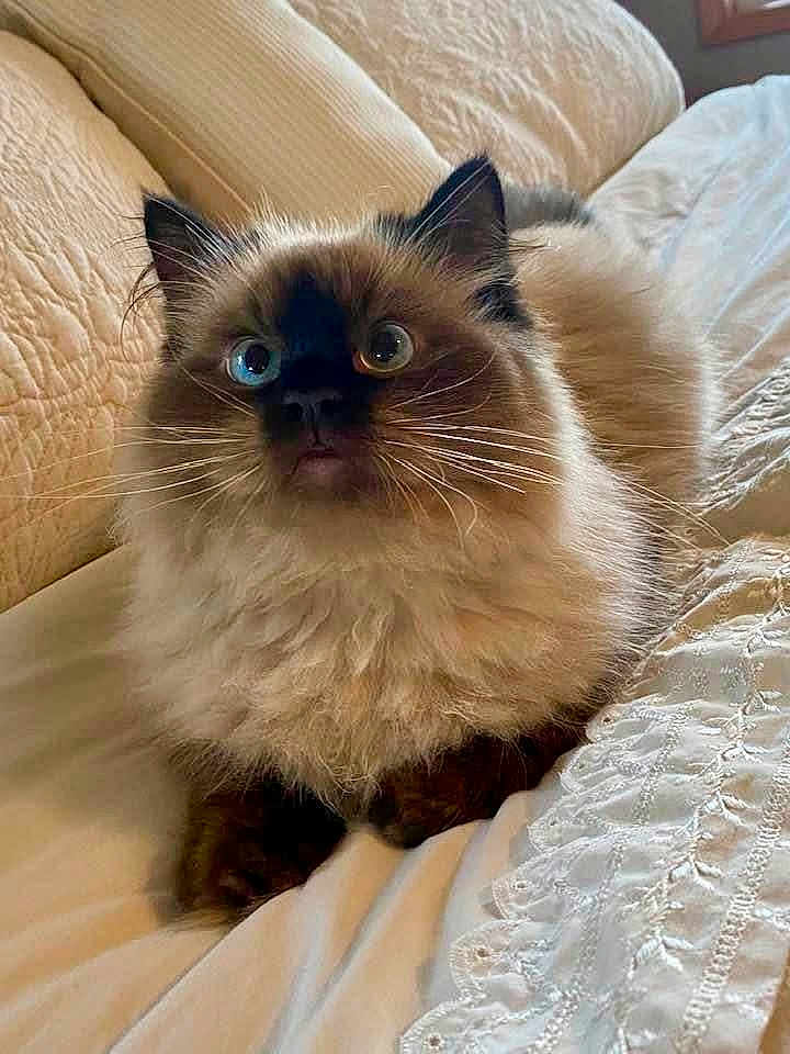Oscar