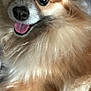 Kira L is registered to the contest to win money with this photo: dog, close_up, fluffy, happy, tongue_out, pet, animal, cute, fur, portrait, smiling, face, domestic_animal, friendly, canine, companion, indoors, animal_face, mammal, cute_pet