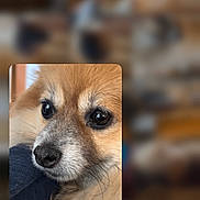 Kira L is registered to the contest to win money with this photo: dog, close_up, fluffy, brown, black_nose, eyes, fur, portrait, pet, animal, resting, indoors, cute, canine, muzzle, whiskers, soft_light, blurred_background, calm, domestic_animal