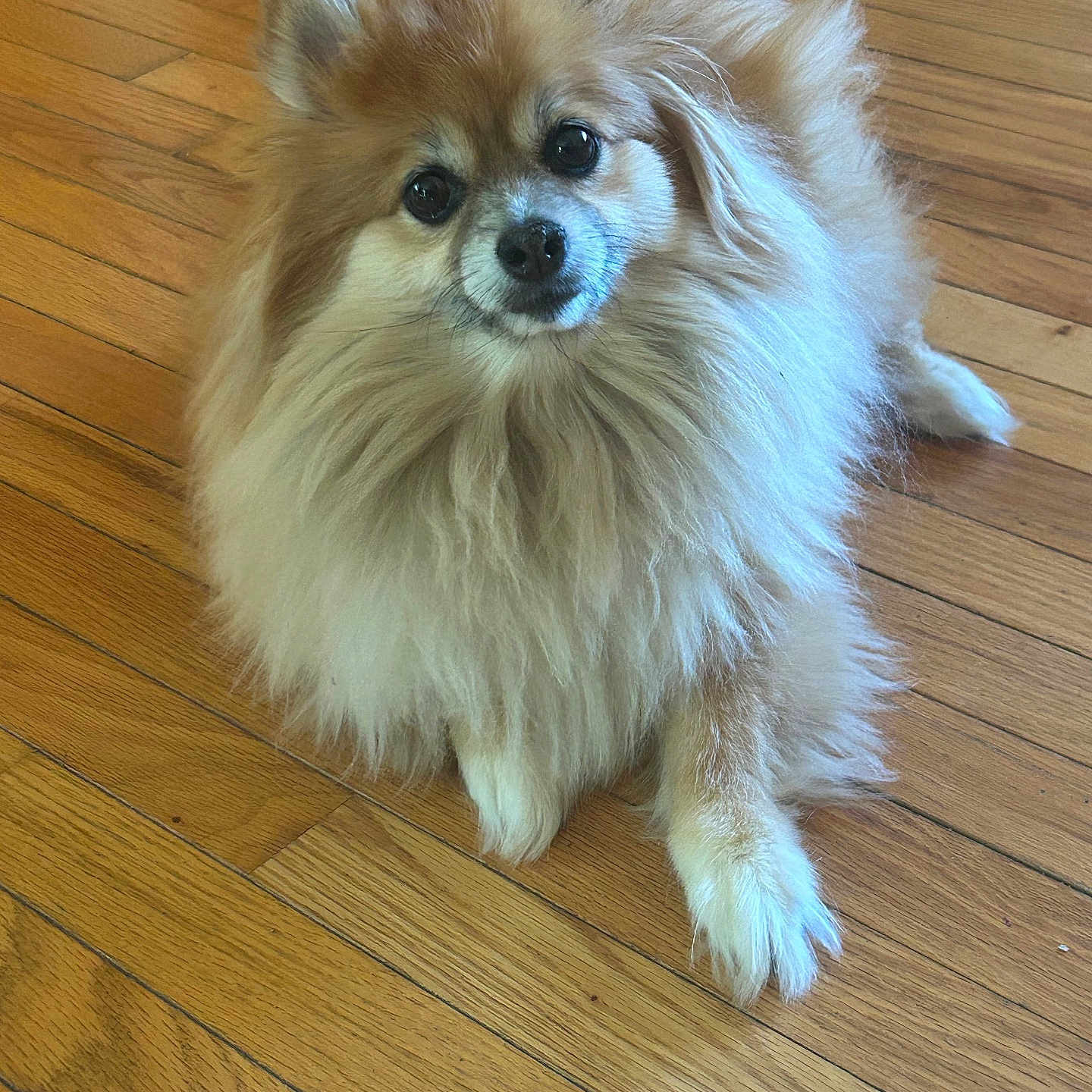 Kira L joined the competition — help win amazing prizes! adorable, animal, canine, companion, cute, dog, domestic_animal, floor, fluffy, friendly, fur, indoor, laying_down, looking_up, mammal, pet, pomeranian, portrait, small_dog, wooden_floor