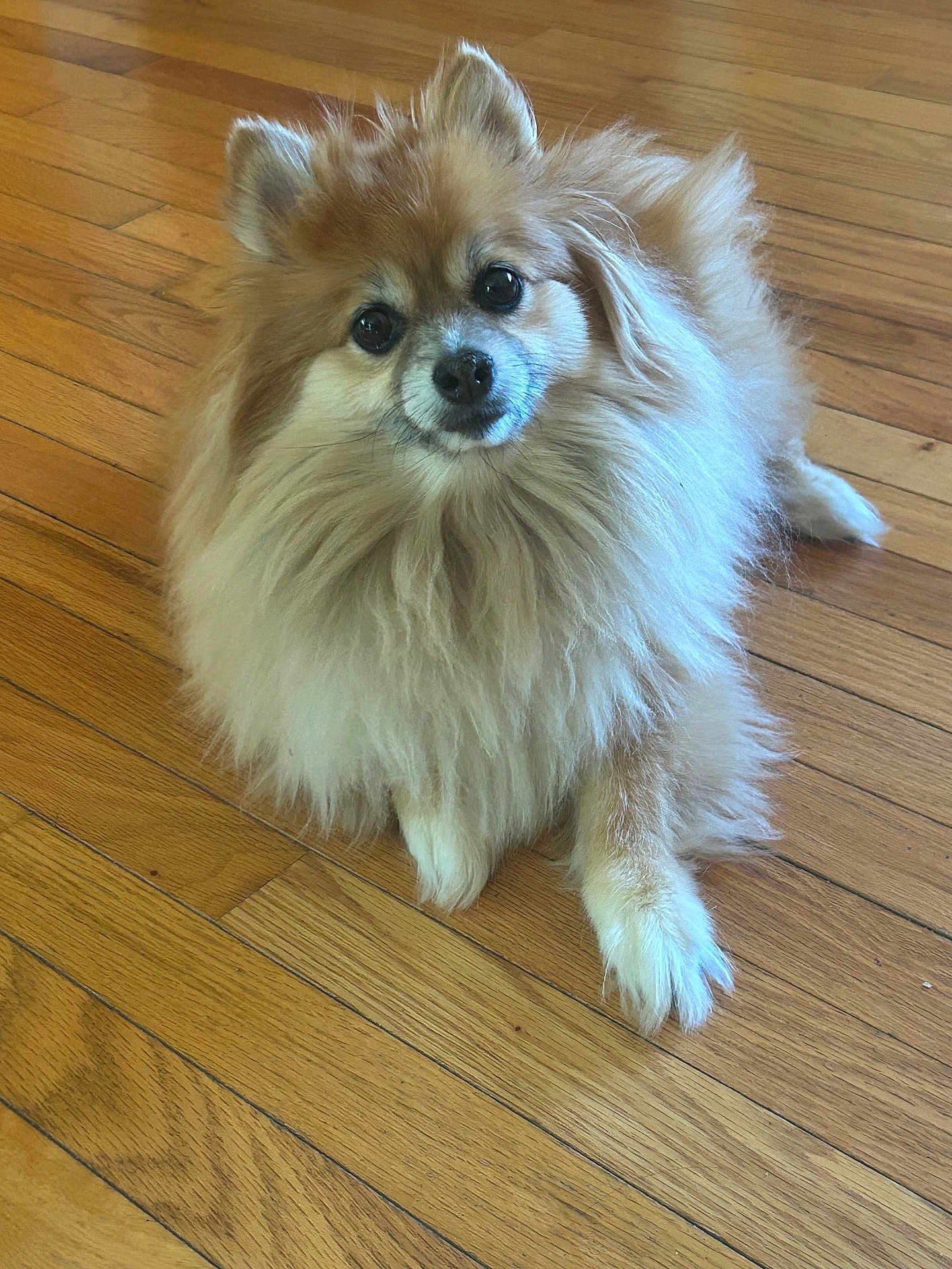 Kira L joined the competition — help win amazing prizes! dog, pomeranian, fluffy, pet, animal, indoor, floor, wooden_floor, cute, small_dog, fur, canine, looking_up, domestic_animal, companion, mammal, laying_down, adorable, portrait, friendly