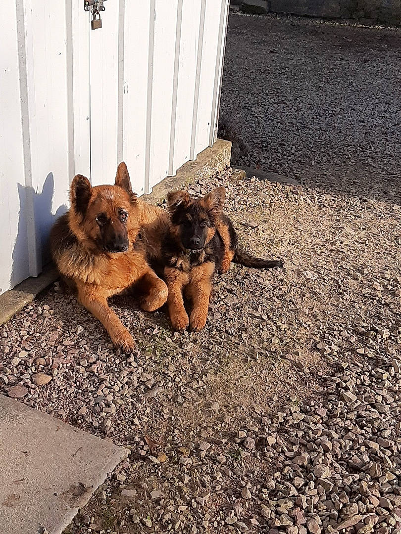 Etna participe au concours pour gagner de l'argent avec cette photo : asphalt, canidae, carnivore, companion_dog, dog, dog_breed, fawn, felidae, floor, flooring, grass, road_surface, sidewalk, snout, soil, sporting_group, tail, terrestrial_animal, terrier, wood