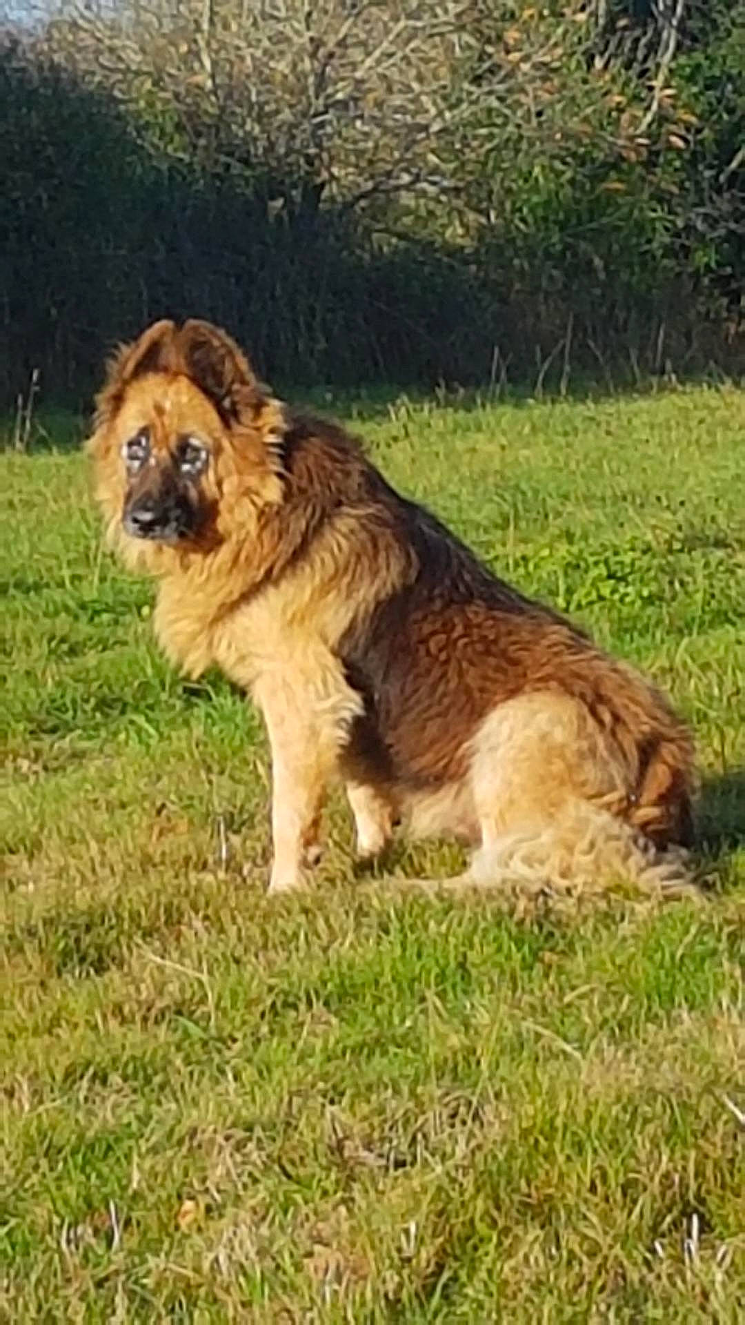 Etna a rejoint le concours — aidez-le/la à gagner de superbes lots ! big_cats, canidae, carnivore, companion_dog, dog_breed, fawn, felidae, fur, grass, grassland, lion, mane, masai_lion, plant, roar, safari, terrestrial_animal, tree, whiskers, wildlife