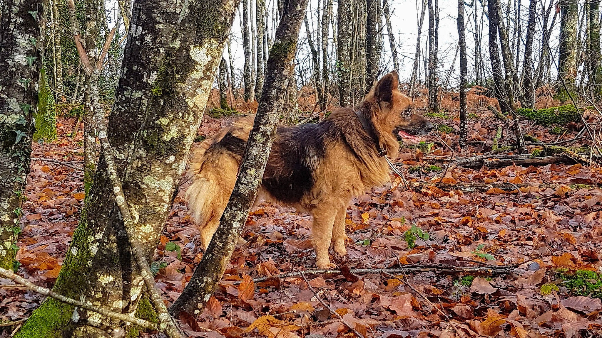 Etna a rejoint le concours — aidez-le/la à gagner de superbes lots ! canis, carnivore, dog, dog_breed, forest, fur, german_shepherd_dog, northern_hardwood_forest, plant, tail, temperate_broadleaf_and_mixed_forest, terrestrial_animal, tree, trunk, twig, wildlife, wolf, wood, woodland, working_dog
