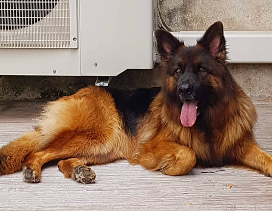 Pretty a rejoint le concours — aidez-le/la à gagner de superbes lots ! ancient_dog_breeds, canidae, carnivore, companion_dog, dog, dog_breed, east_european_shepherd, gas, german_shepherd_dog, giant_dog_breed, guard_dog, herding_dog, king_shepherd, old_german_shepherd_dog, sporting_group, terrestrial_animal, tervuren, working_dog