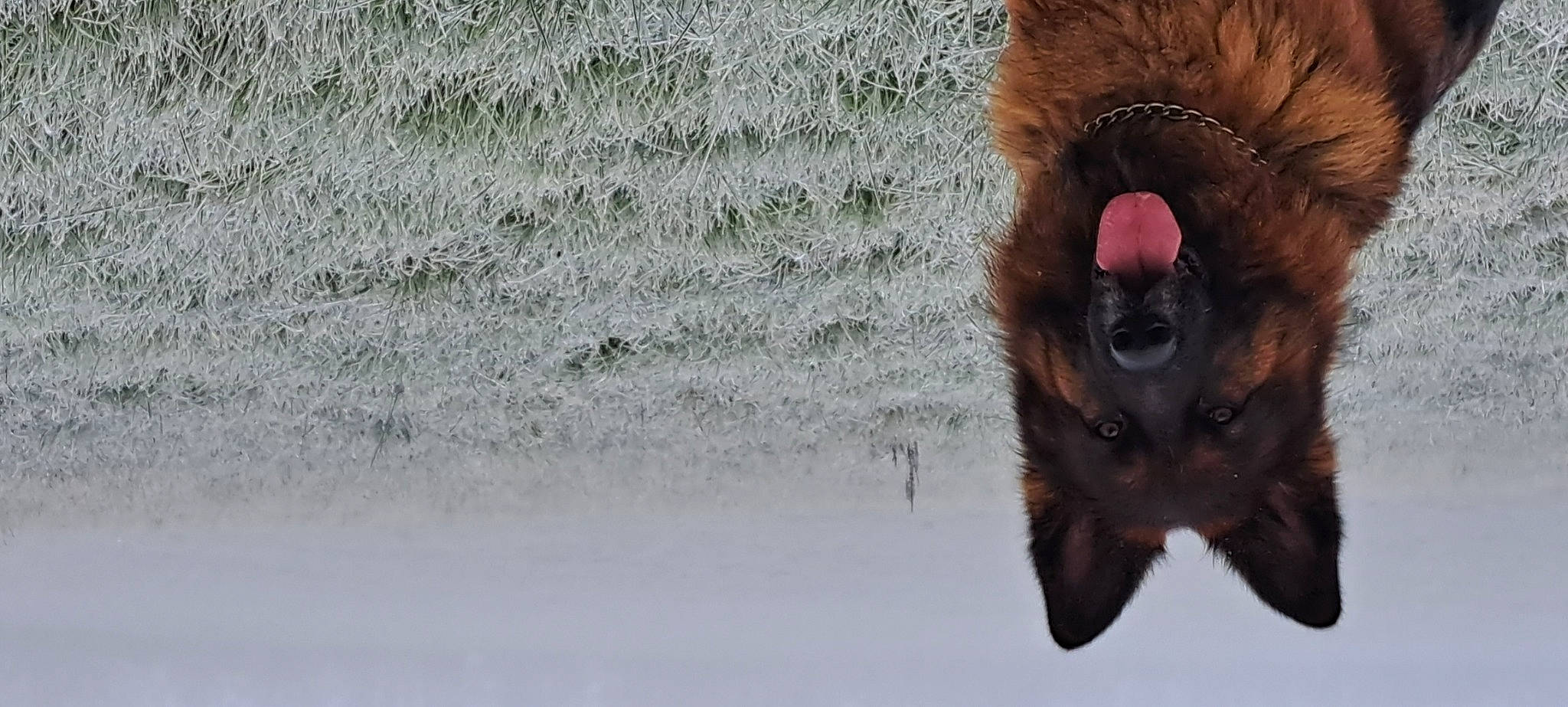 Pretty participe au concours pour gagner de l'argent avec cette photo : canidae, dog_breed, eye, eyelash, fawn, fur, head, human_body, liver, paw, primate, snout, sporting_group, tail, terrestrial_animal, tree, water, whiskers, wildlife, wood