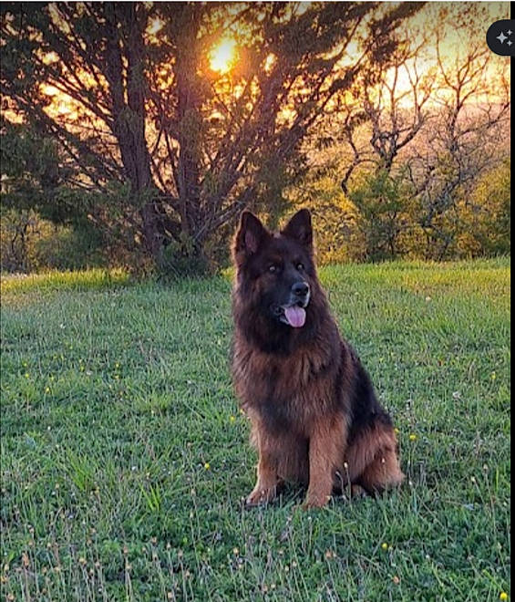 Pretty participe au concours pour gagner de l'argent avec cette photo : canidae, carnivore, companion_dog, dog, dog_breed, german_shepherd_dog, giant_dog_breed, grass, grassland, herding_dog, king_shepherd, landscape, liver, natural_landscape, plant, sporting_group, terrestrial_animal, tints_and_shades, tree, working_dog