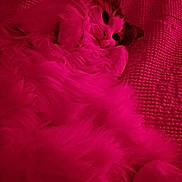 Pixie is registered to the contest to win money with this photo: cat, kitty, fluffy, fur, whiskers, paw, bed, blanket, cozy, cute, portrait, closeup, sleepy, relaxed, indoor, pet, feline, pink_lighting, texture, cuddle