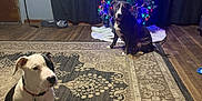 Bubbles is registered to the contest to win money with this photo: dog, christmas_tree, lights, rug, wood_floor, collar, indoor, decor, holiday, pet, brown_dog, white_dog, black_and_white_dog, curtain, door, battery, blanket, plastic_container, wall_hooks, floor