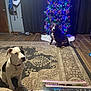 battery, black_and_white_dog, blanket, brown_dog, christmas_tree, collar, curtain, decor, dog, door, floor, holiday, indoor, lights, pet, plastic_container, rug, wall_hooks, white_dog, wood_floor