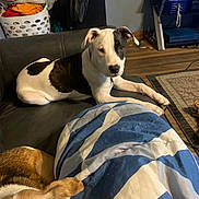 Bubbles joined the competition — help win amazing prizes! dog, couch, blanket, living_room, floor, television, fan, laundry_basket, wood_floor, carpet, home_interior, pet, relaxing, indoor, brown_dog, white_dog, black_and_white_dog, furniture, resting, domestic_animal