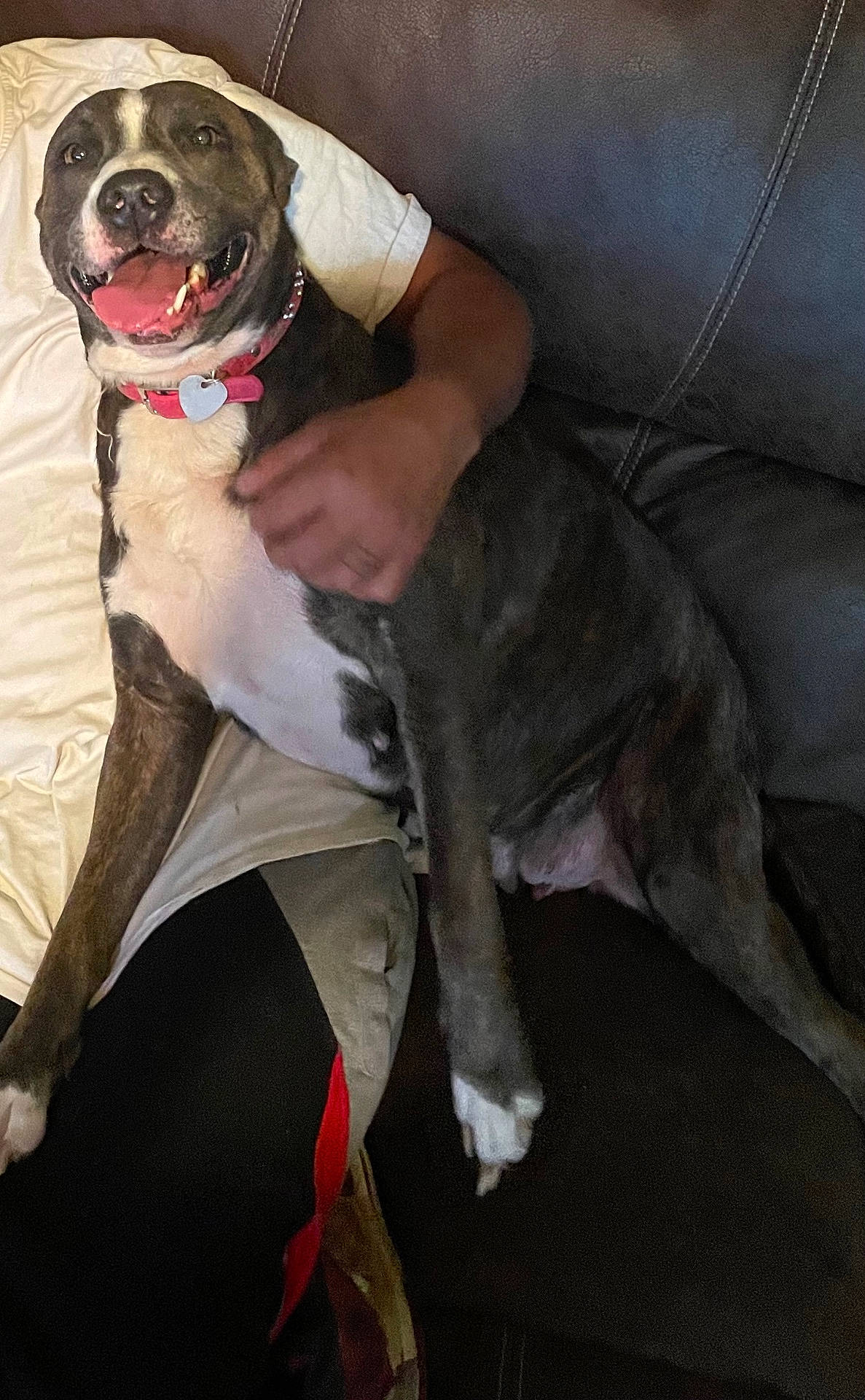 arm, black, brown, casual, collar, comfort, couch, dog, fur, hand, happy, indoor, lap, leather, person, pet, relaxed, seated, smiling, white