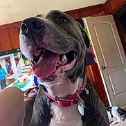 Layla is registered to the contest to win money with this photo: dog, pet, indoor, panting, collar, pink_collar, happy, tongue_out, canine, animal, furniture, door, wooden_wall, floor, room, background, domestic, house, companion, closeup