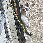 Smoke joined the competition — help win amazing prizes! cat, kitten, door, concrete, yellow_cable, outdoor, curious, animal, side_view, sitting, gray_tail, white_fur, striped_face, green_plants, rusty_hinge, weathered_wood, shadow, urban, closeup, quiet
