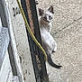 cat, kitten, door, concrete, yellow_cable, outdoor, curious, animal, side_view, sitting, gray_tail, white_fur, striped_face, green_plants, rusty_hinge, weathered_wood, shadow, urban, closeup, quiet