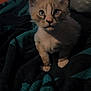 Smoke is registered to the contest to win money with this photo: kitten, cat, blue_eyes, fur, pet, animal, indoor, blanket, plush_toy, soft, curious, young, cute, cozy, feline, whiskers, ears, sitting, dim_lighting, portrait