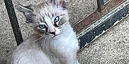 Smoke is registered to the contest to win money with this photo: cat, blue_eyes, fur, animal, pet, sitting, concrete_floor, metal_frame, outdoor, curious, young_cat, whiskers, paws, side_view, close_up, feline, domestic_animal, playful, looking, texture