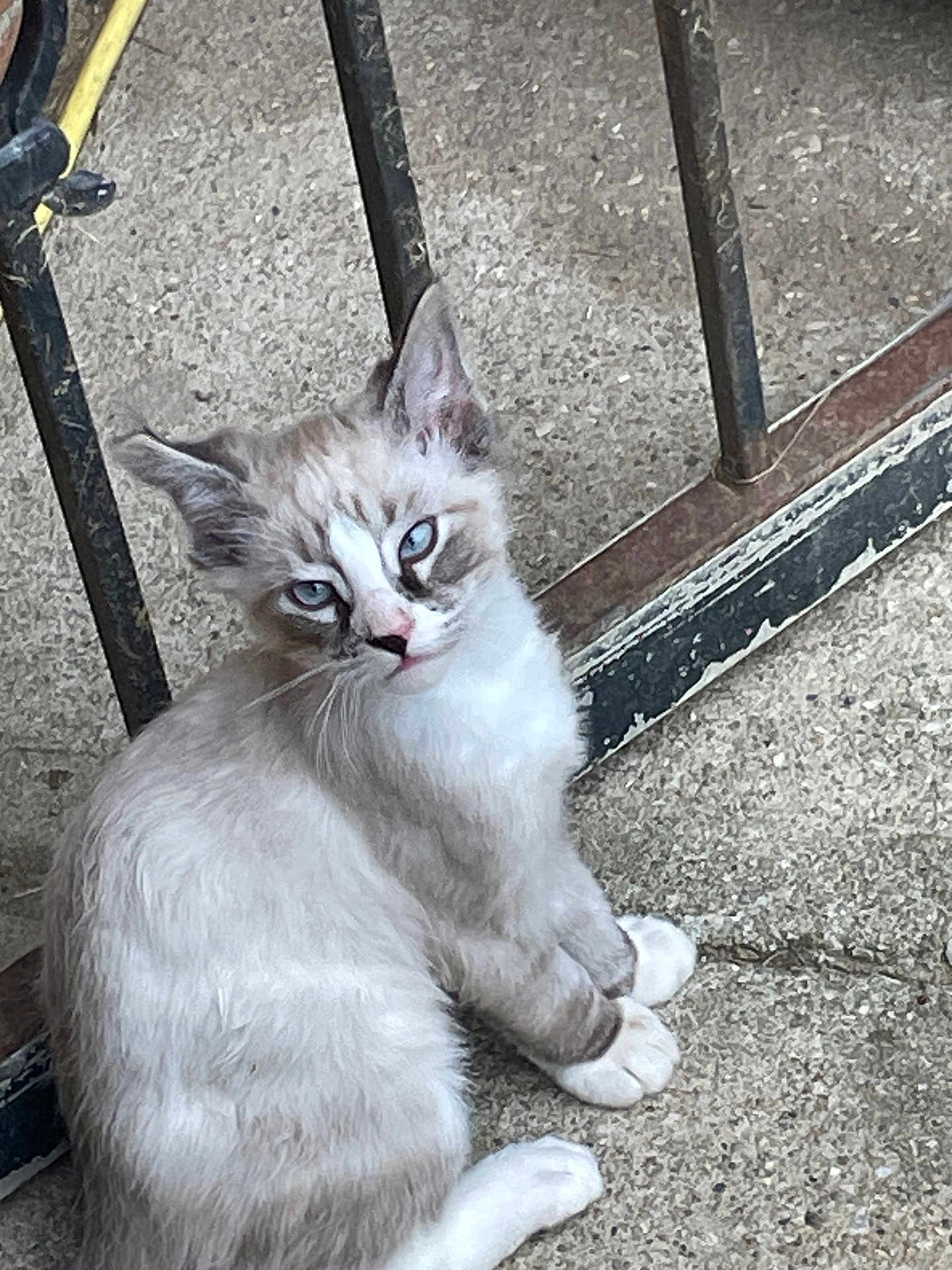 Smoke is registered to the contest to win money with this photo: cat, blue_eyes, fur, animal, pet, sitting, concrete_floor, metal_frame, outdoor, curious, young_cat, whiskers, paws, side_view, close_up, feline, domestic_animal, playful, looking, texture