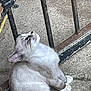 Smoke is registered to the contest to win money with this photo: cat, curious, fluffy, white, gray, sitting, concrete, metal_bars, outdoor, pet, animal, looking_up, paws, ears, whiskers, feline, young_cat, side_view, resting, daylight