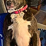 Precious is registered to the contest to win money with this photo: dog, brindle, pink_collar, indoor, fan, furniture, person, lap, relaxed, pet, canine, mammal, domestic_animal, seated, looking_away, household, brown, white, black, comfort
