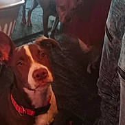 Precious joined the competition — help win amazing prizes! dog, pets, indoor, floor, laundry_basket, jeans, sneakers, brown_dog, white_markings, collar, looking, ears, curious, standing, sitting, shadow, carpet, human_leg, domestic, companion