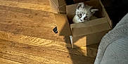 Smoke is registered to the contest to win money with this photo: kitten, cat, cardboard_box, wooden_floor, indoor, pet, curious, small_animal, furniture_leg, power_outlet, home, cozy, playful, animal, domestic, cute, light_shadow, flooring, box, young_cat