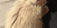 Smoke is registered to the contest to win money with this photo: animal, black_pants, blanket, cat, close_up, companion, cream_color, cute, domestic_animal, fluffy, fur, indoor, kitten, looking_up, person_leg, pet, sheet, small, soft, young