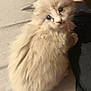 animal, black_pants, blanket, cat, close_up, companion, cream_color, cute, domestic_animal, fluffy, fur, indoor, kitten, looking_up, person_leg, pet, sheet, small, soft, young