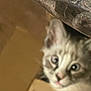 Smoke is registered to the contest to win money with this photo: cat, feline, curious, blurry, close_up, indoor, cardboard_box, peeking, animal, pet, whiskers, ears, eyes, face, soft_focus, brown, gray, white, fur, mystery