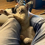 Smoke joined the competition — help win amazing prizes! animal, casual, cat, comfort, cozy, cute, footwear, fur, home, indoor, jeans, kitten, legs, mammal, paws, person, pet, relaxed, stretching, wooden_floor