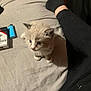 Smoke is registered to the contest to win money with this photo: kitten, cat, bed, blanket, person, leg, black_pants, socks, lighter, cigarette_pack, indoor, curious, fluffy, pet, animal, young, soft, cute, small, resting
