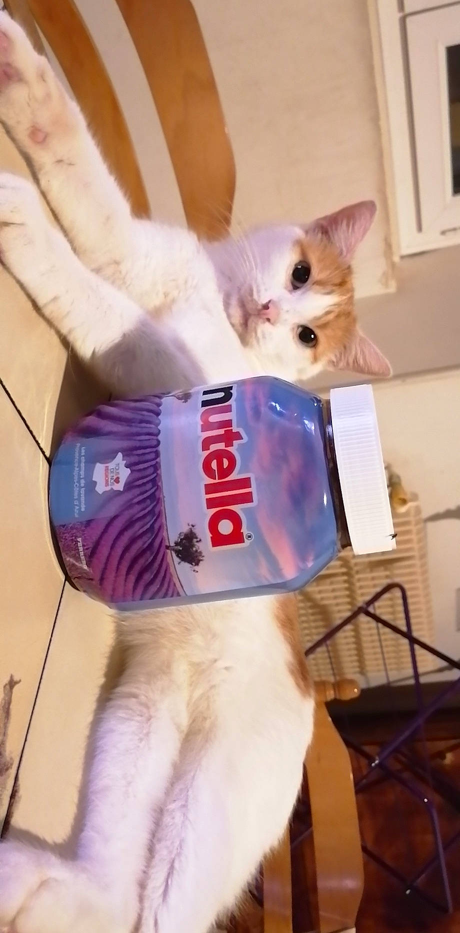 Jump participe au concours pour gagner de l'argent avec cette photo : box, canidae, carnivore, cat, companion_dog, domestic_short_haired_cat, drinking, electric_blue, fawn, felidae, fur, hat, paw, photo_caption, picture_frame, small_to_medium_sized_cats, snout, tail, whiskers, white