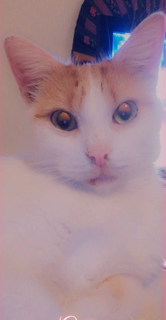 Jump participe au concours pour gagner de l'argent avec cette photo : carnivore, cat, domestic_short_haired_cat, ear, eyelash, fawn, felidae, fur, iris, nose, small_to_medium_sized_cats, snout, tail, whiskers