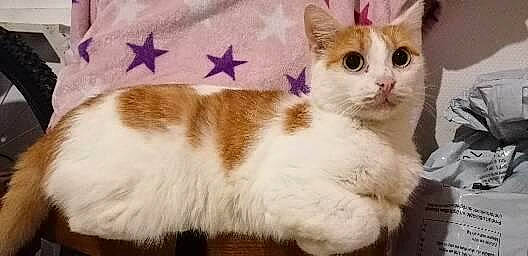 Jump a rejoint le concours — aidez-le/la à gagner de superbes lots ! carnivore, cat, cat_furniture, claw, collar, domestic_short_haired_cat, fawn, felidae, fur, linens, paw, pet_supply, photo_caption, plant, small_to_medium_sized_cats, snout, tail, terrestrial_animal, whiskers, window