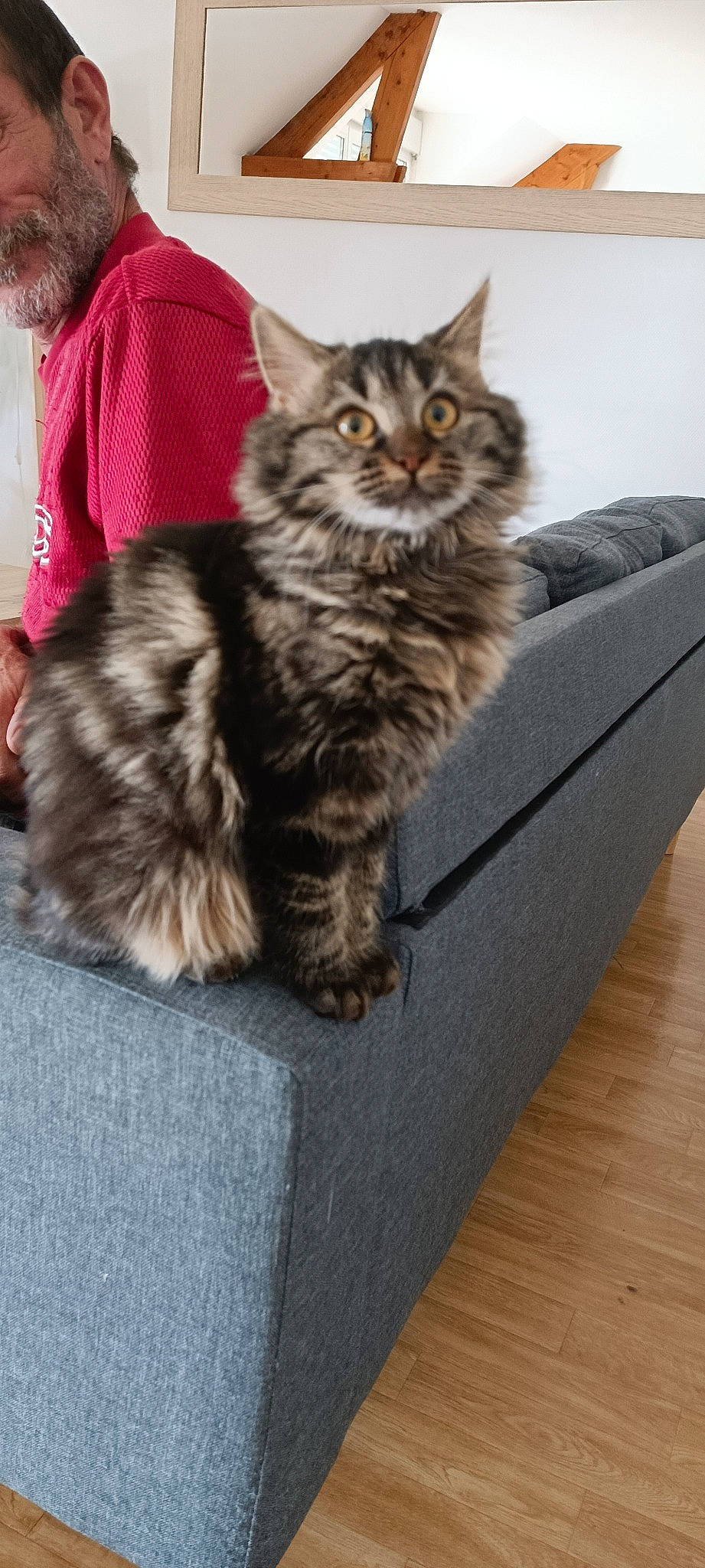 Kara participe au concours pour gagner de l'argent avec cette photo : box, carnivore, cat, claw, comfort, domestic_short_haired_cat, felidae, flooring, fur, grey, hardwood, maine_coon, paw, small_to_medium_sized_cats, snout, tail, terrestrial_animal, varnish, whiskers, wood