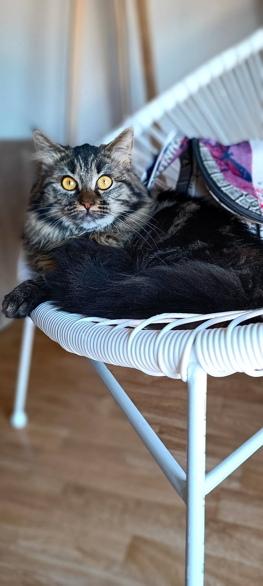 Kara a rejoint le concours — aidez-le/la à gagner de superbes lots ! black_cat, carnivore, cat, claw, comfort, domestic_short_haired_cat, felidae, fur, grass, grey, hardwood, linens, outdoor_furniture, pattern, paw, sitting, small_to_medium_sized_cats, tail, whiskers, wood