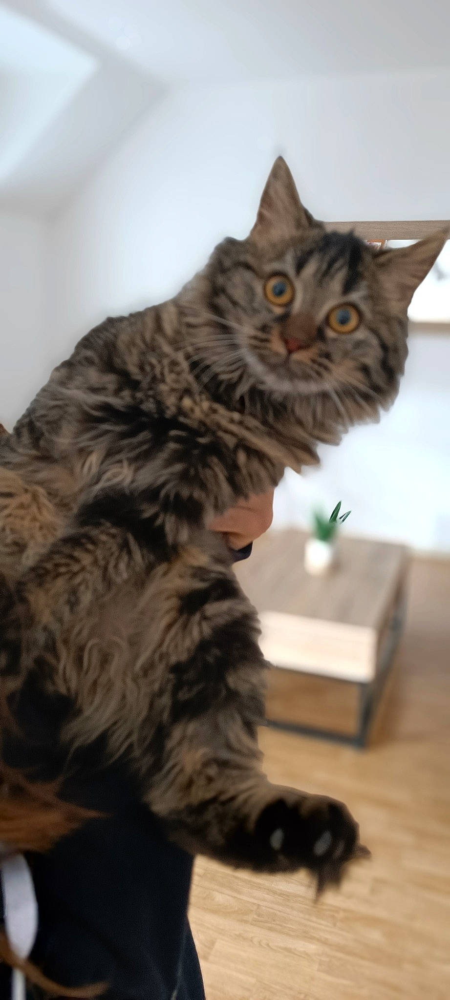 Kara participe au concours pour gagner de l'argent avec cette photo : box, carnivore, cat, claw, domestic_short_haired_cat, felidae, fur, maine_coon, paw, small_to_medium_sized_cats, snout, tail, terrestrial_animal, whiskers, wood