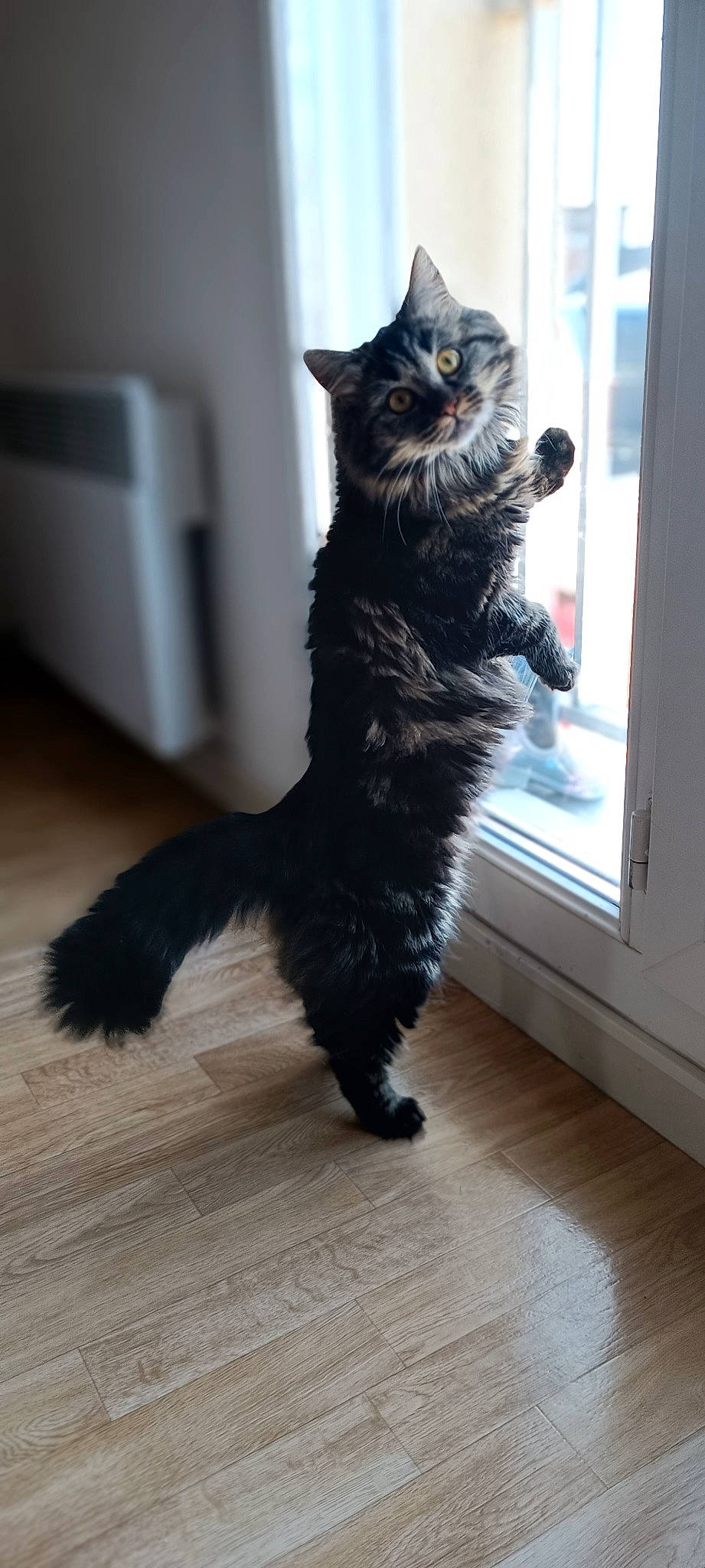 Kara participe au concours pour gagner de l'argent avec cette photo : black_cat, carnivore, cat, claw, domestic_short_haired_cat, felidae, floor, flooring, fur, hardwood, laminate_flooring, sitting, small_to_medium_sized_cats, snout, tail, terrestrial_animal, whiskers, window, wood, wood_flooring