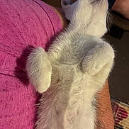 Luka is registered to the contest to win money with this photo: animal, belly_up, cat, close_up, ears, fluffy, furry, indoor, kitten, lap, lying_down, person, pet, pink_clothing, raised_paws, red_clothing, relaxed, smartphone, whiskers, white_cat