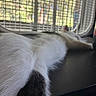 animal, back, black_surface, blurry, body, cat, close_up, fluffy, fur, home, indoor, lounging, pet, photography, resting, screen, sunlight, white_cat, white_fur, window