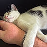 Luka joined the competition — help win amazing prizes! animal, black_and_white, bracelet, cat, close_up, cuddly, cute, furry, human_arm, indoor, kitten, nap, paws, pet, pink_nose, portrait, relaxed, sleeping, whiskers, white_cat