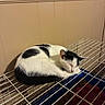 Luka is registered to the contest to win money with this photo: animal, black_and_white, black_fur, blue_base, cage, cat, closed_eyes, cozy, curled_up, ears, feline, fur, indoor, pet, resting, sleeping, warm_lighting, whiskers, white_fur, wire_cage