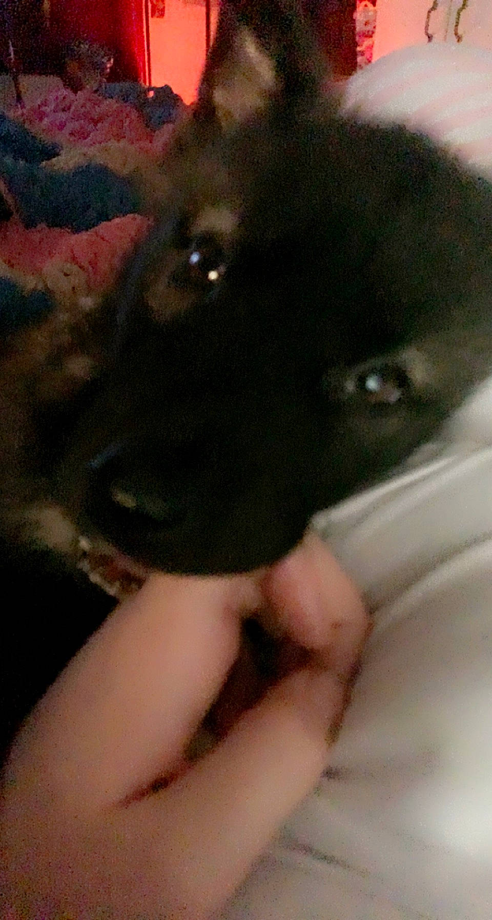 Chopper joined the competition — help win amazing prizes! borador, canidae, carnivore, companion_dog, dog, dog_breed, fur, gesture, magenta, nail, non_sporting_group, snout, sporting_group, whiskers, working_animal