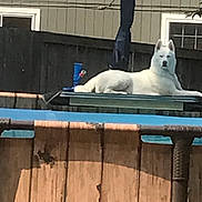 Kona joined the competition — help win amazing prizes! dog, white_dog, pool, pool_cover, fence, backyard, outdoor, pet, relaxed, sunny, residential, canine, animal, domestic_animal, resting, summer, daytime, wooden_fence, house, quiet
