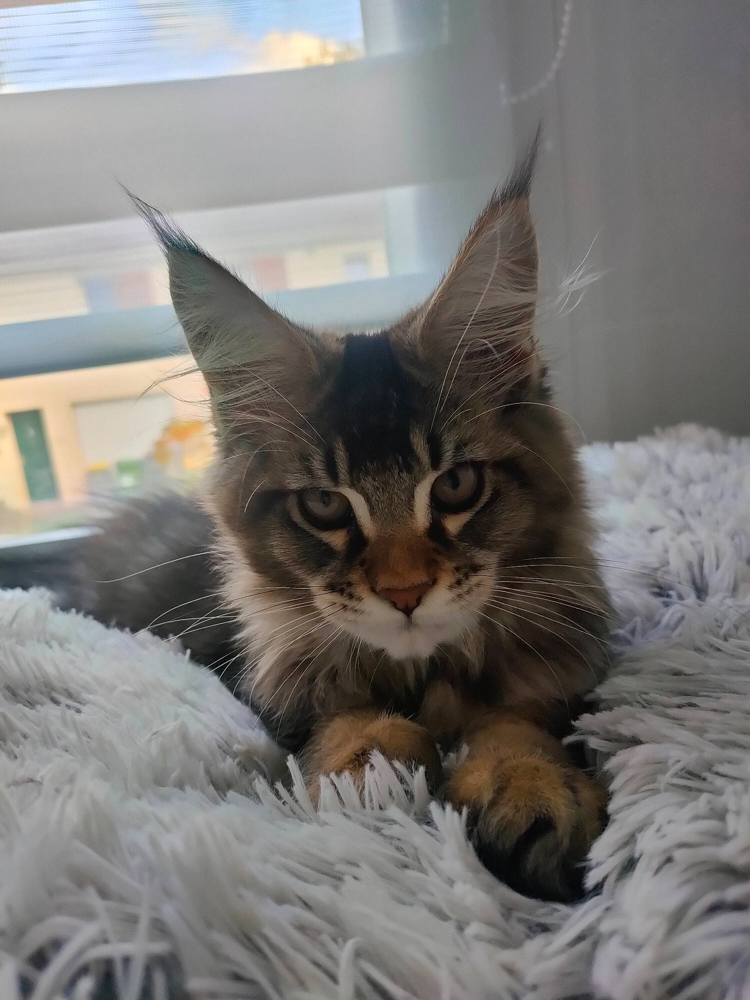 Lynxii a rejoint le concours — aidez-le/la à gagner de superbes lots ! carnivore, cat, claw, comfort, domestic_short_haired_cat, felidae, fur, nap, paw, small_to_medium_sized_cats, snout, terrestrial_animal, tree, whiskers, window