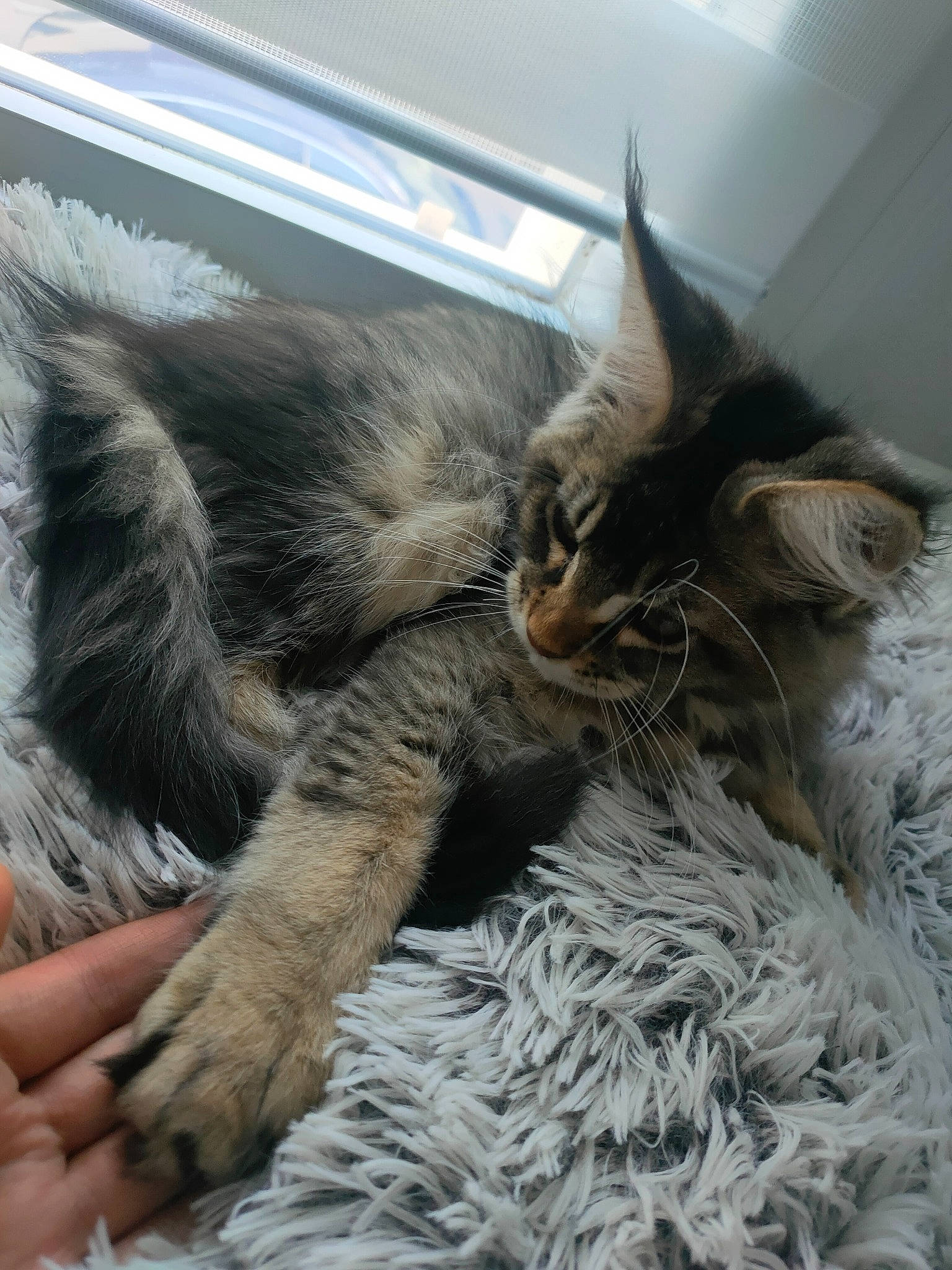 Lynxii participe au concours pour gagner de l'argent avec cette photo : carnivore, cat, claw, comfort, domestic_short_haired_cat, event, felidae, fur, mammal, nap, paw, sleep, small_to_medium_sized_cats, snout, tail, terrestrial_animal, vertebrate, whiskers, window