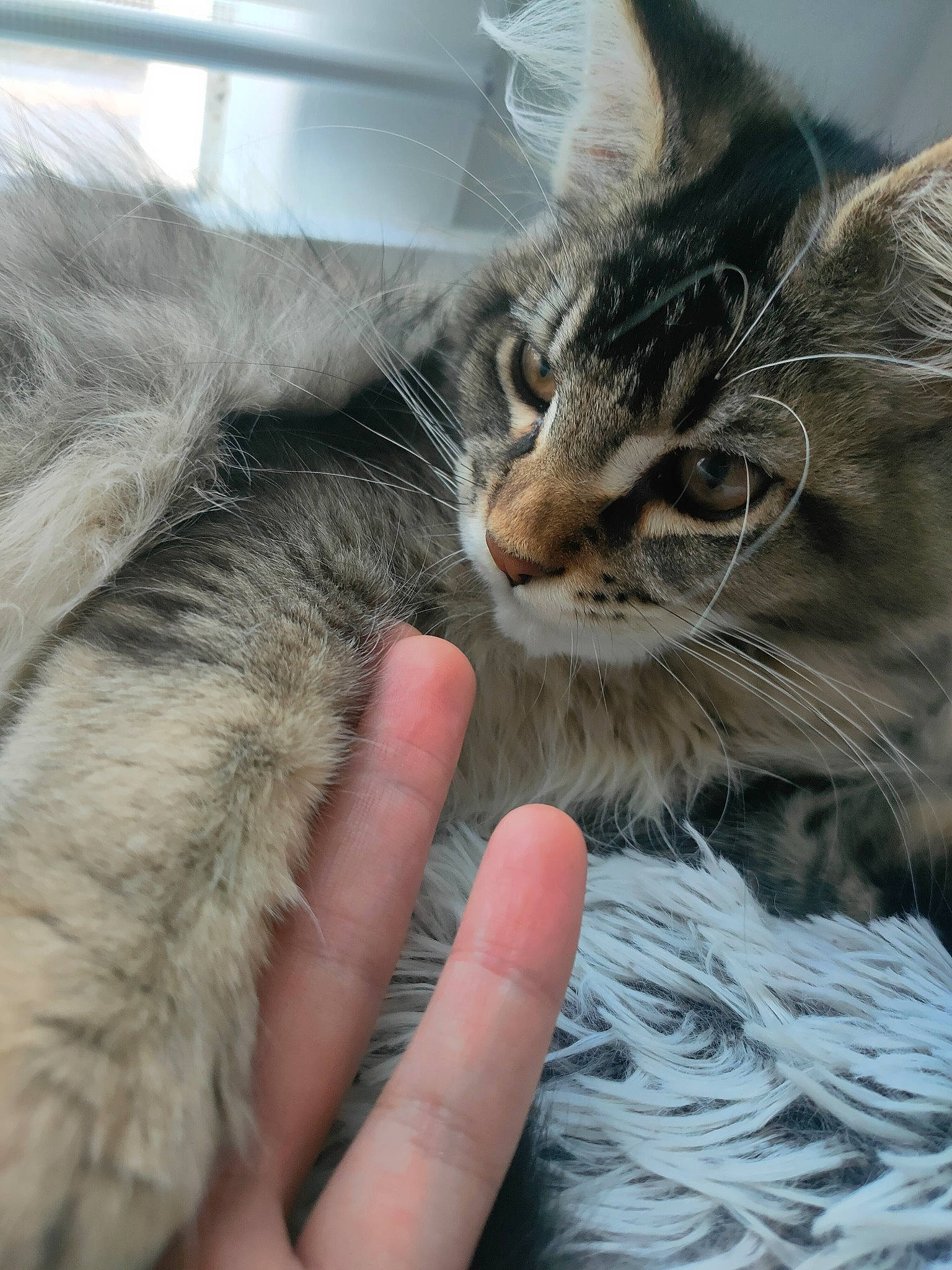 Lynxii participe au concours pour gagner de l'argent avec cette photo : carnivore, cat, claw, comfort, domestic_short_haired_cat, felidae, fur, gesture, grass, nail, paw, small_to_medium_sized_cats, snout, tail, tree, whiskers, wildlife