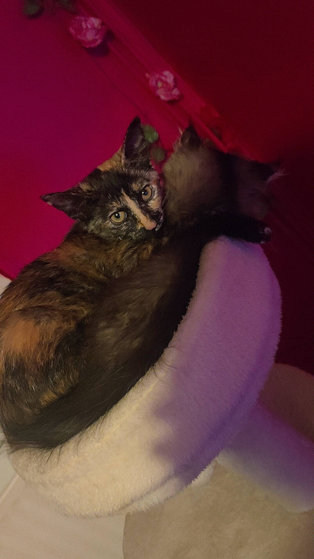 Pookie a rejoint le concours — aidez-le/la à gagner de superbes lots ! art, black_cat, carnivore, cat, claw, domestic_short_haired_cat, eye, felidae, fur, magenta, painting, paw, petal, plant, small_to_medium_sized_cats, snout, tail, terrestrial_animal, waste_container, whiskers